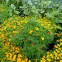 Tagetes signata pumila